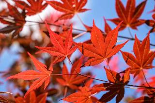 Plantes pour sol acide - Erable du Japon