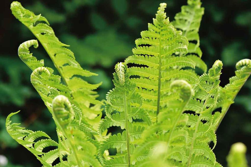 Sol Acide Plantes pour sol et terre acide au jardin et au potager