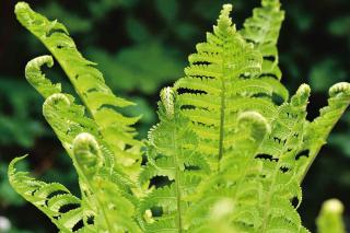 Plantes pour sol acide - Fougères