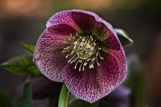 Plantes pour sol acide - Hellébores