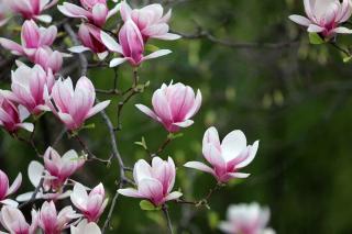 Plantes pour sol acide - Magnolias