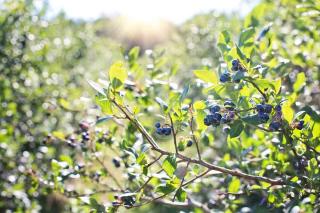 Plantes pour sol acide - Myrtillier