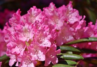 Plantes de sol sableux, sablonneux : rhododendron