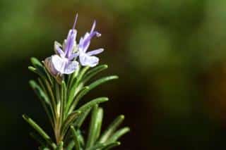 Plantes de sol sableux, sablonneux : romarin