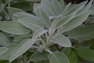 Plantes pour sol calcaire : la sauge officinale