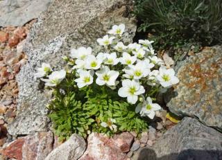 Plantes pour sol pauvre : Saxifrage mousse