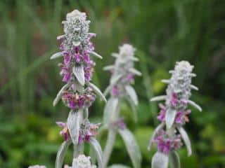 Plantes pour sol pauvre : Stachys byzantina