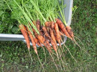 carotte nouvelle primeur recolte