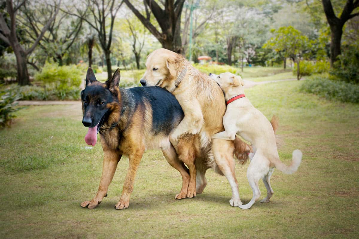 chevauchement chez le chien