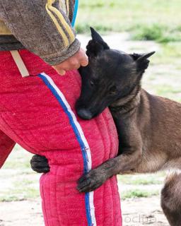 chevauchement chez le chien raisons