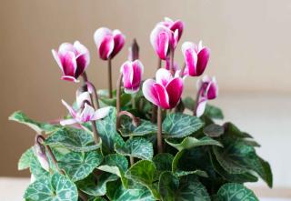 cyclamen intérieur