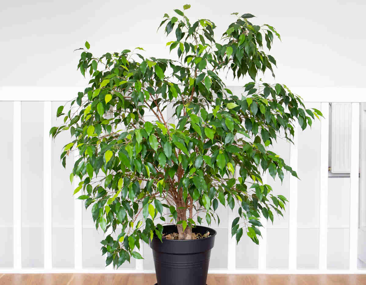 ficus benjamina