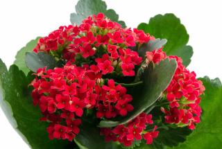 kalanchoe entretien