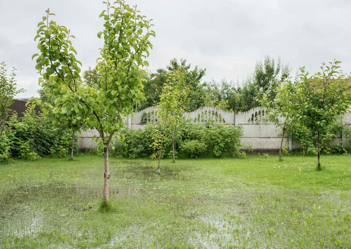 Sol gorgé d'eau : quelles plantes choisir pour un terrain humide?