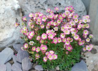 plantes pour sol pauvre caillouteux