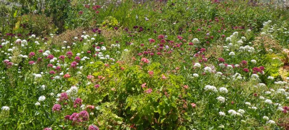 plantes pour sol sableux sablonneux sable