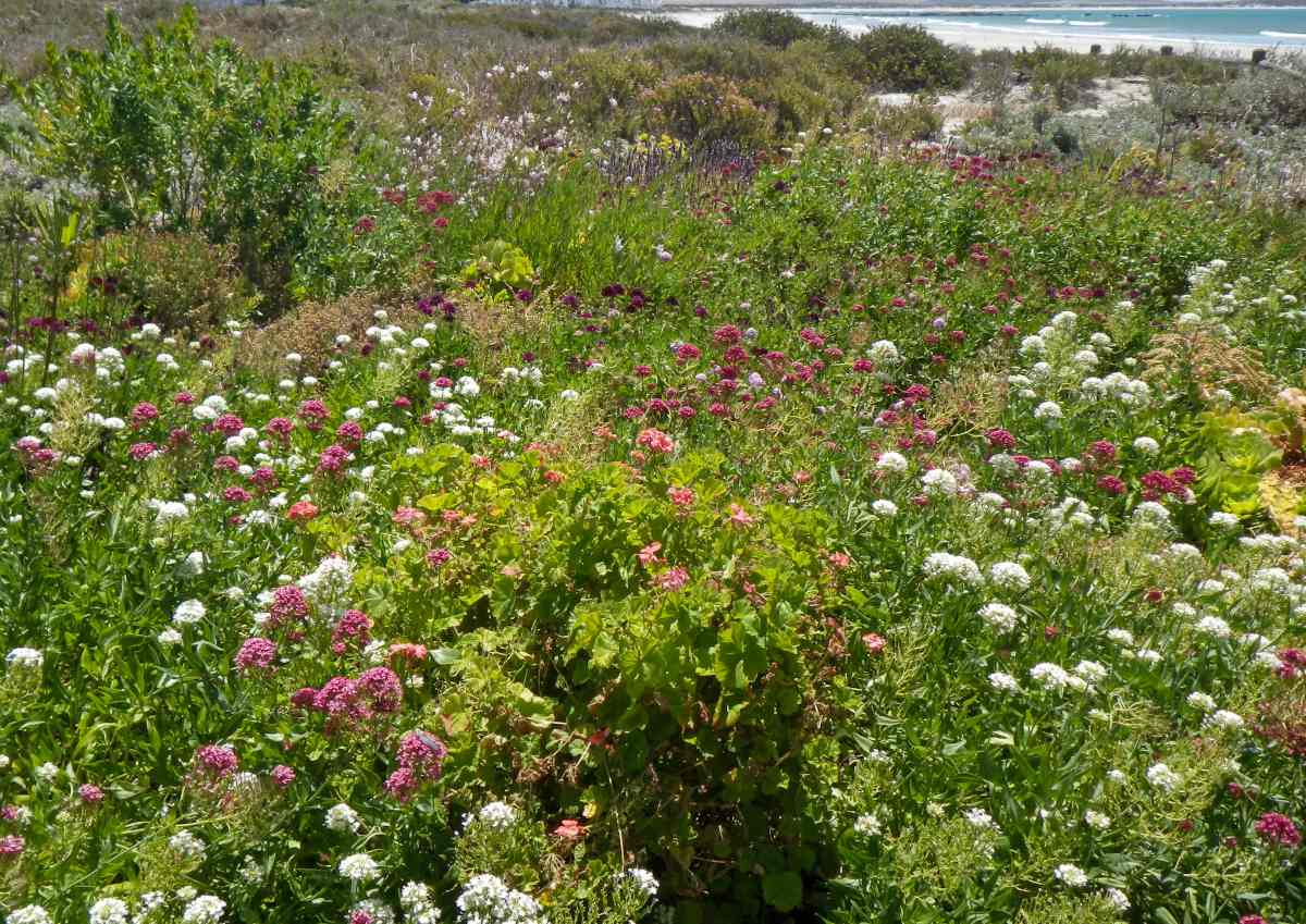 plantes pour sol sableux sablonneux sable