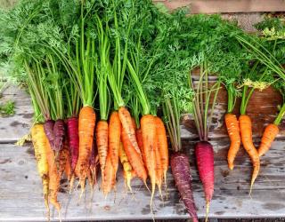 variété carotte nouvelle primeur