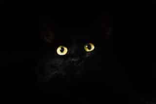 vision chat la nuit