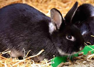 Alimentation du lapin nain - Grannulés en petite quantité