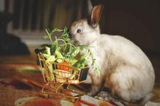 Alimentation du lapin nain - Légumes avec modération