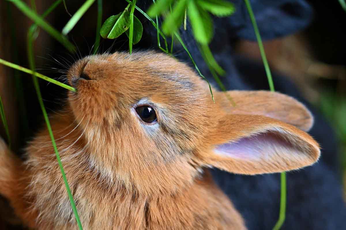 Alimentation du lapin nain