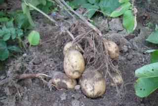 La Bintje : la meilleure pomme de terre pour les purées