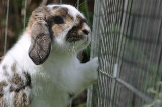 Choisir une cage pour lapin