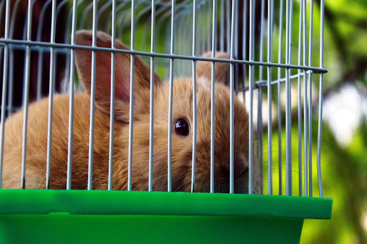 Quelle cage choisir pour un lapin nain ?