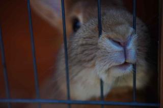 Quelle ouverture pour une cage à lapin ?