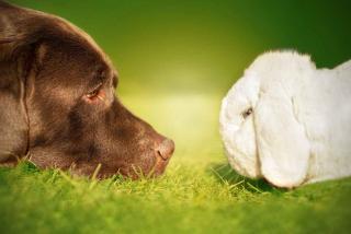 Cohabitation lapin et chien