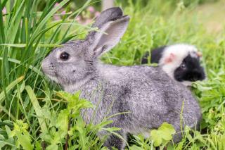 Cohabitation lapin et cochon d'Inde