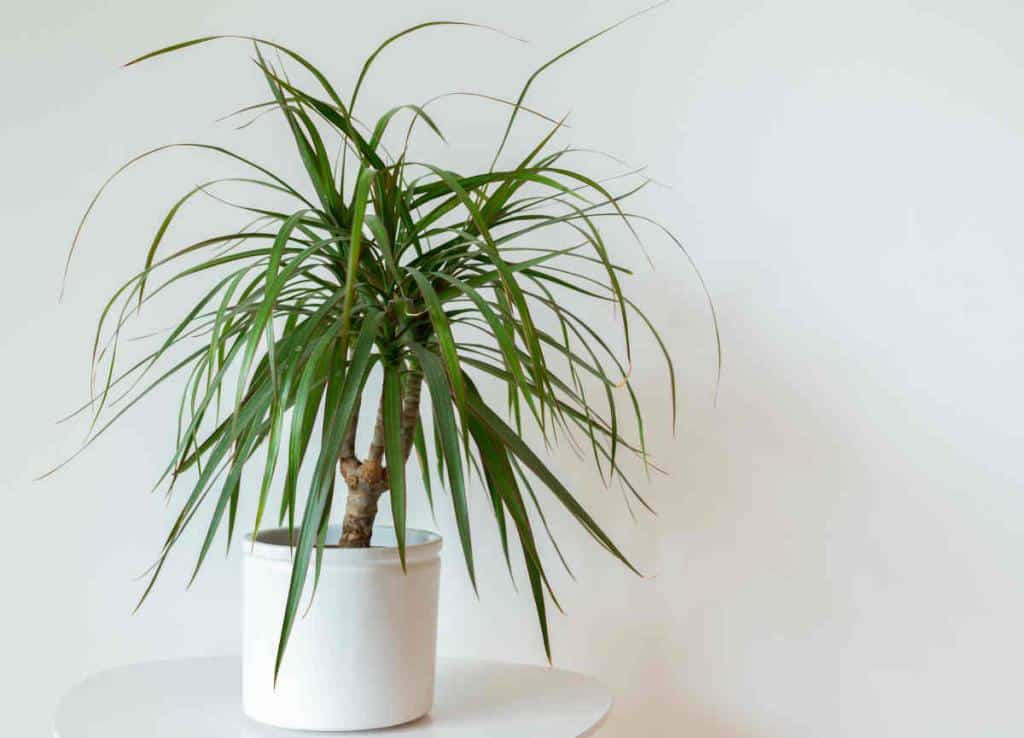 Dracaena