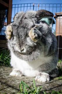 Éduquer un lapin nain à la propreté