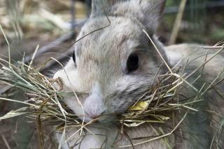 Foin, alimentation principale du lapin nain