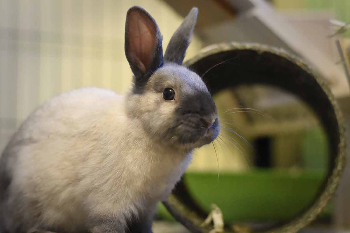 Jouer avec son lapin nain