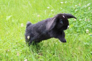 Lapin nain bélier - Comportement