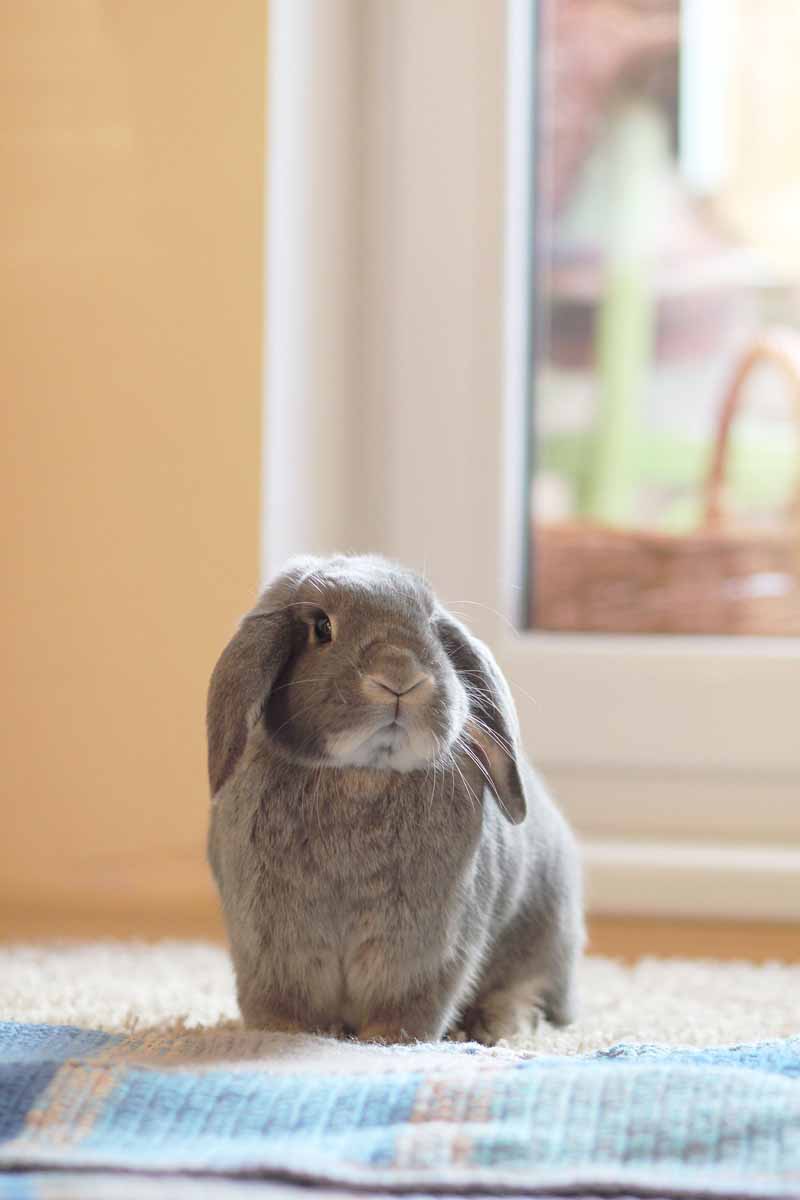 Quels jouets pour mon lapin nain ?