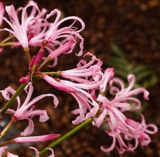 Nerine bodwenii