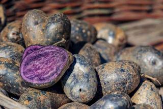 La Vitelotte pour des purées violettes