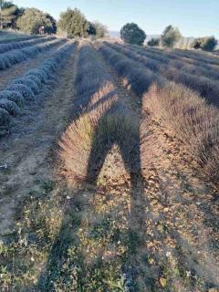 WWOOFer dans un champ de lavande