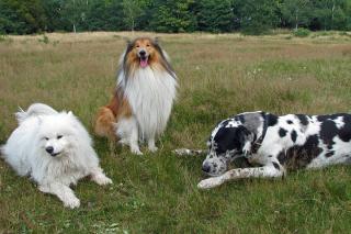 tableau des équivalences chiens et humains