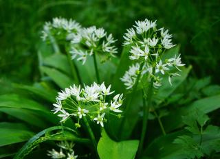 ail des ours - Allium Ursinum