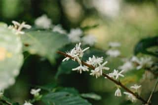 café robusta fleurs de coffea canephora