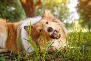 chien qui mange de l'herbe