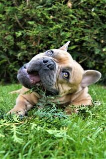 chien qui mange de l'herbe prévention