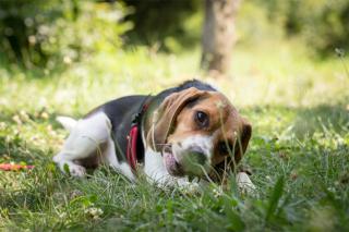 chien qui mange de l'herbe, les raisons possibles