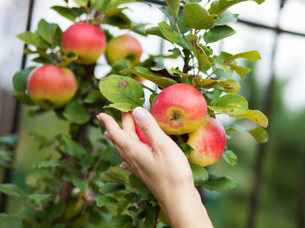 cueillette recolte fruit voisin