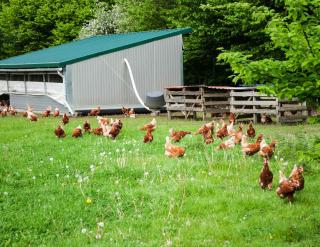 elevage poule reglementation poulailler