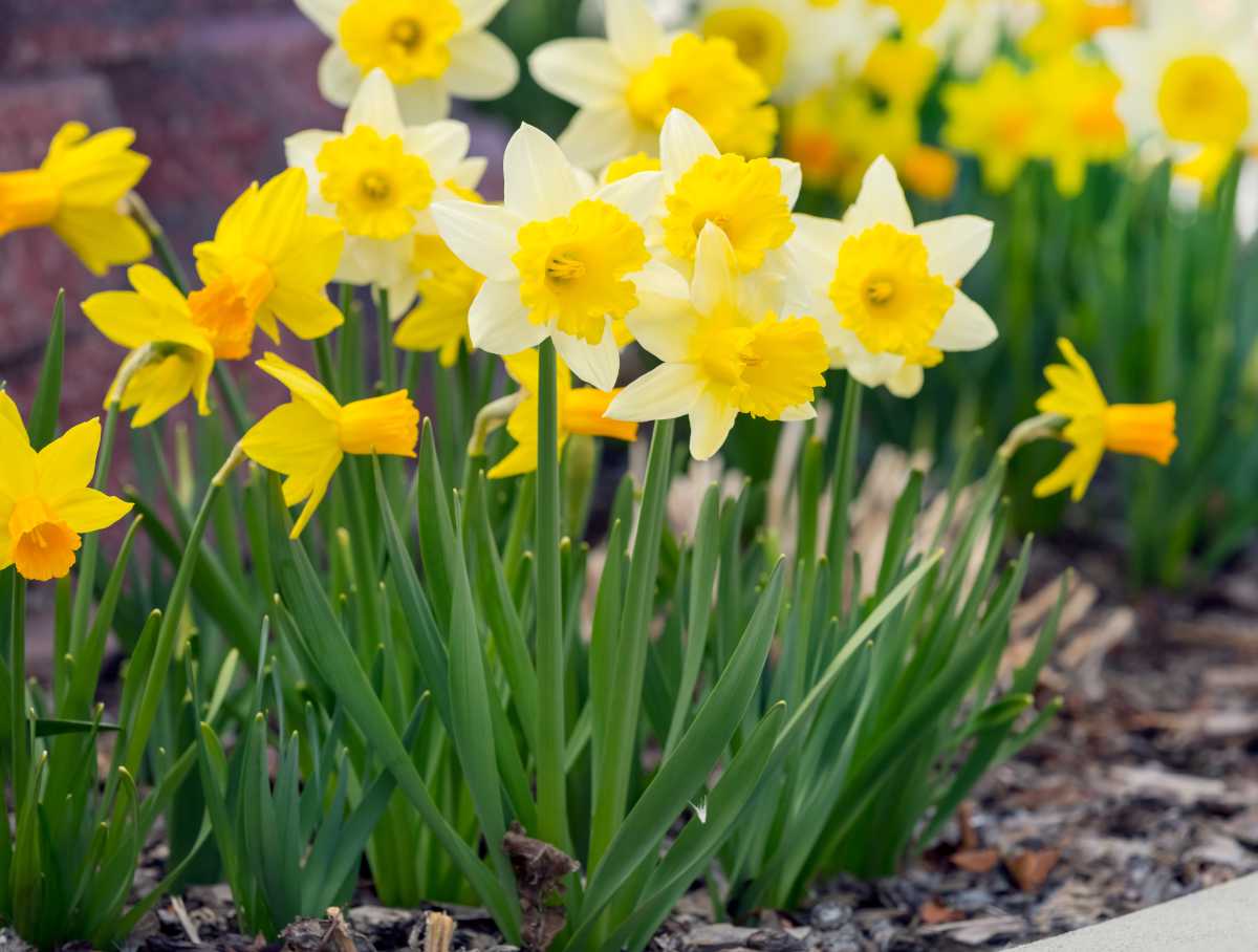 Jonquille : plantation et entretien des fleurs de saison